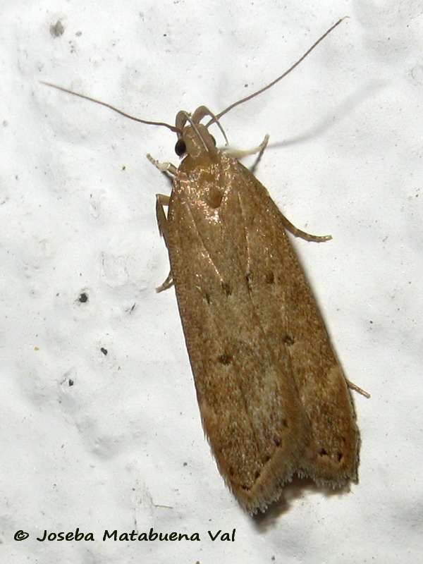 Helcystogramma lutatella - Gelechiidae